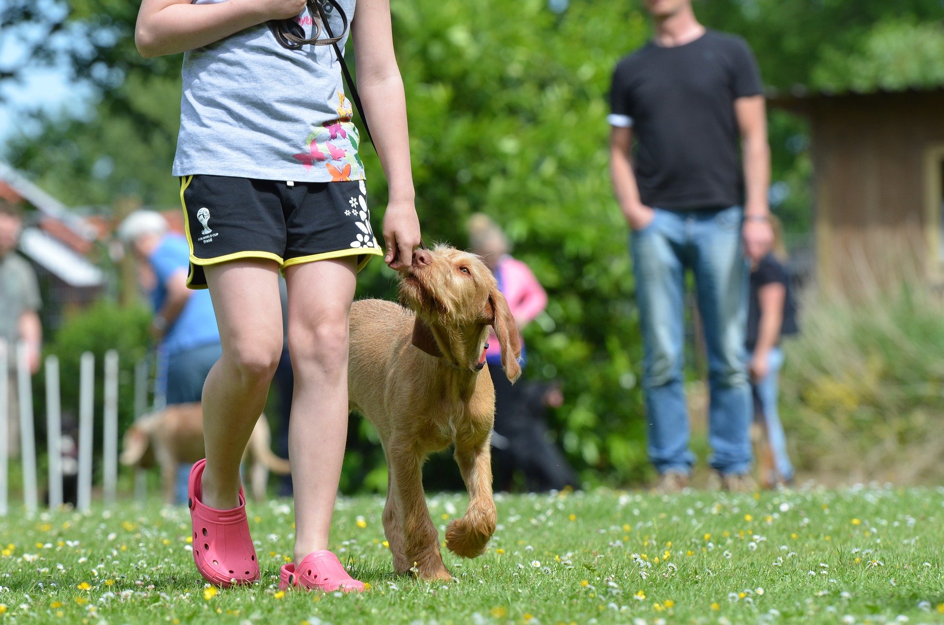 Find The Best Dog Trainer Sydney