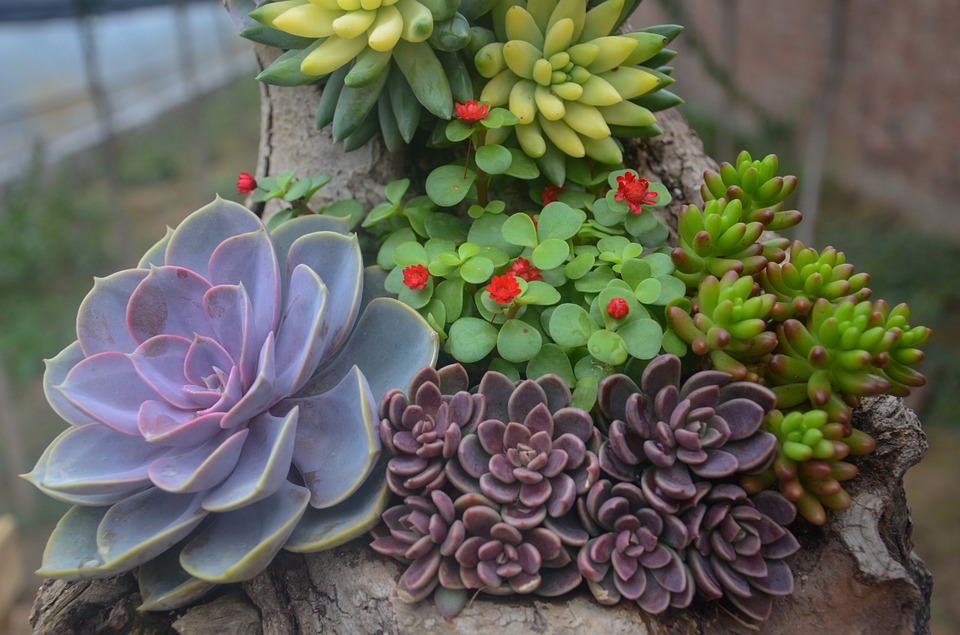 Some Drought Resistant Flowering Plants