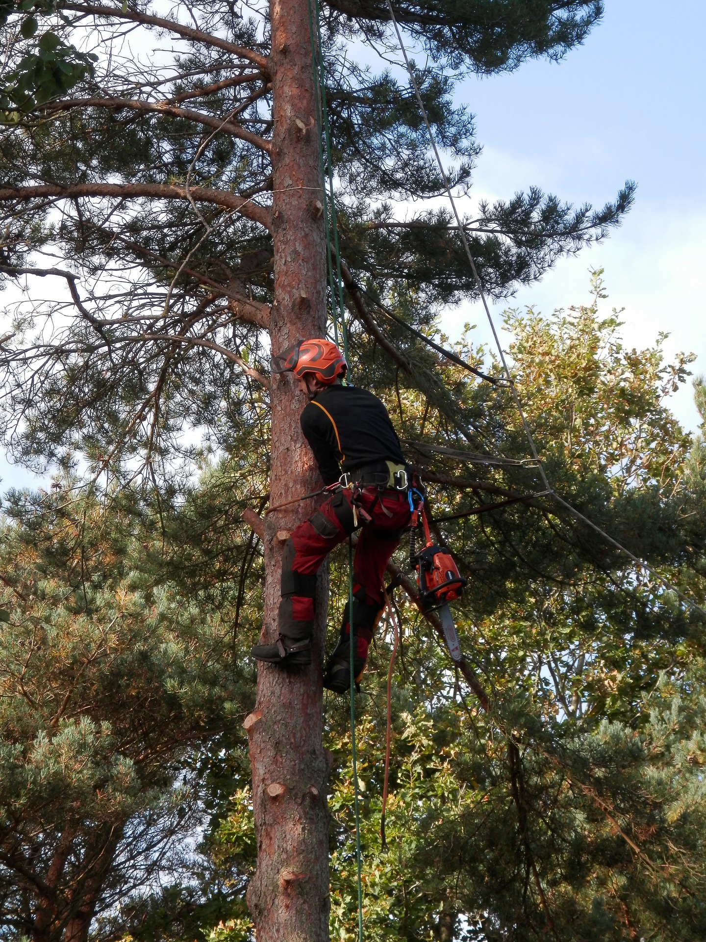 Tree Surgeon Reading – How These Professionals Can Help You?