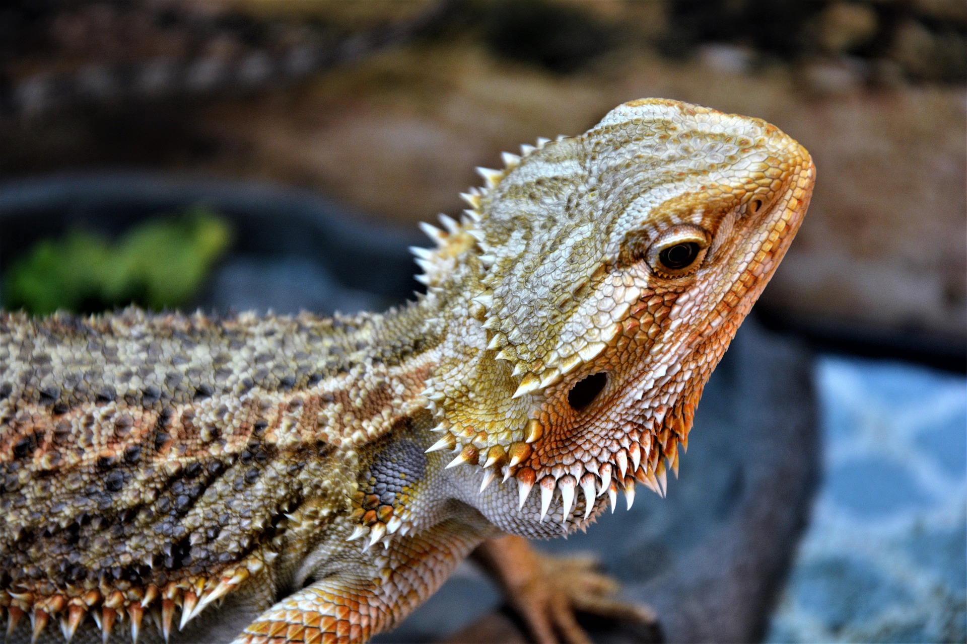 Main Points To Understand Bearded Dragon Carpet