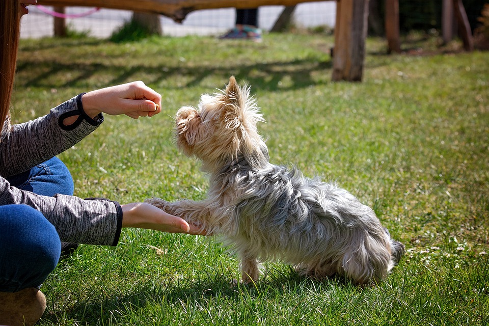 At Home Dog Training Tips