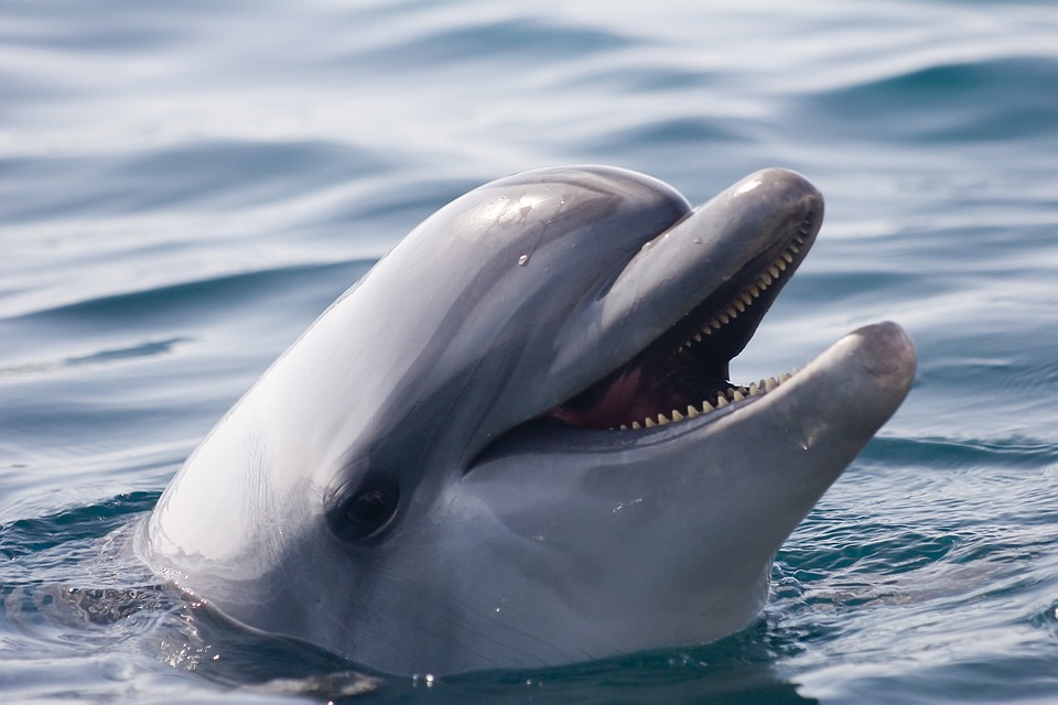 Dolphin Experience Queensland: 3 Amazing Points