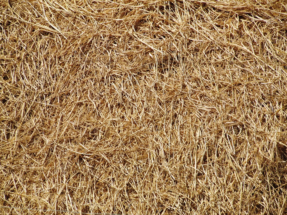 3 Main Points About Industrial Hemp Bedding