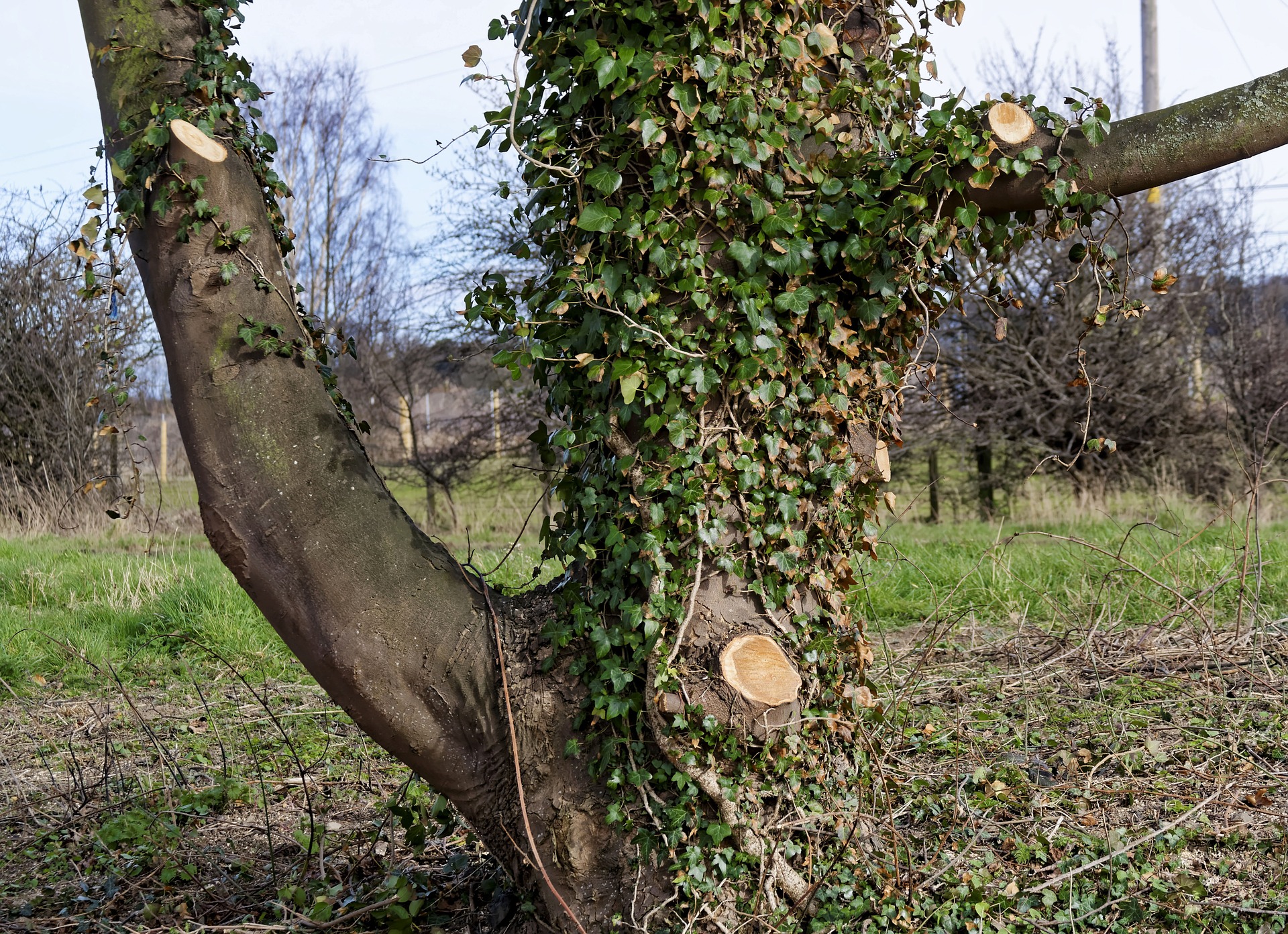 5 Services Offered By Tree Surgeon Reading