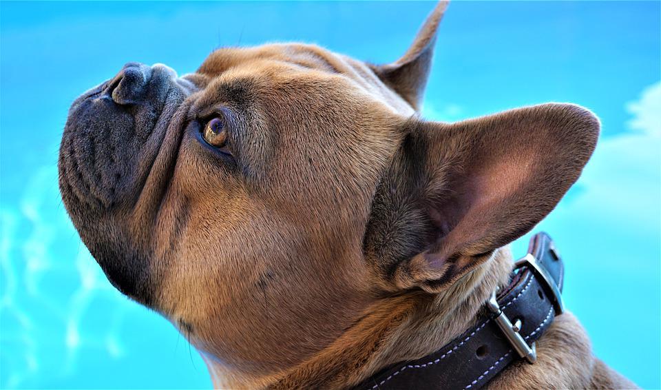 Innotek Dog Collar Review: 3 Main Points You Need To Know