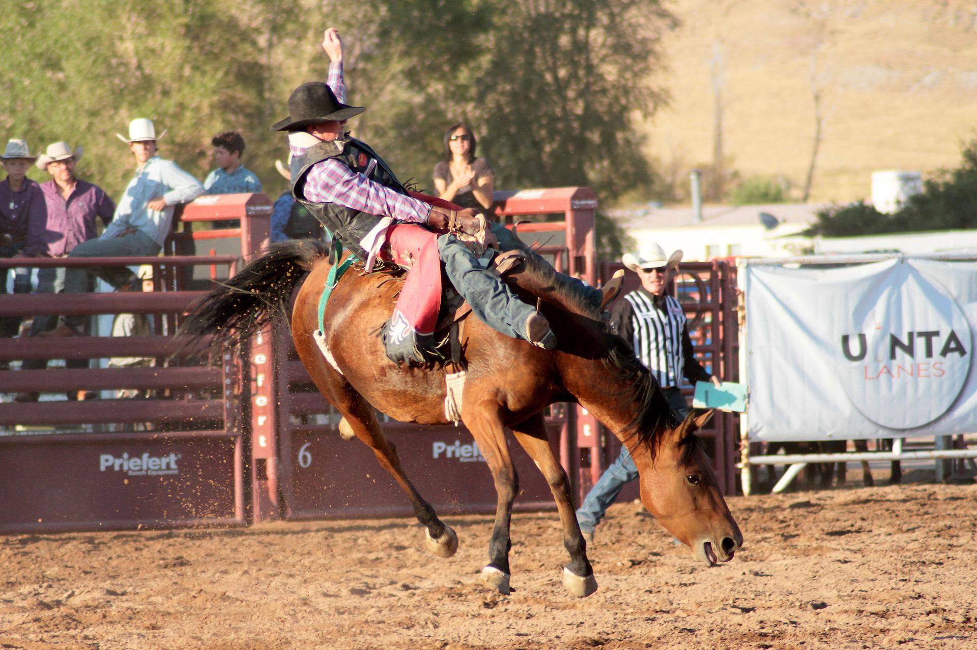 3 Points To Remember When Hiring A Bucking Bronco