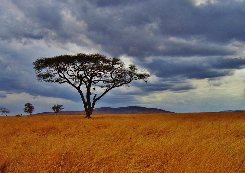 Guided African Safari Tanzania Safari Tours