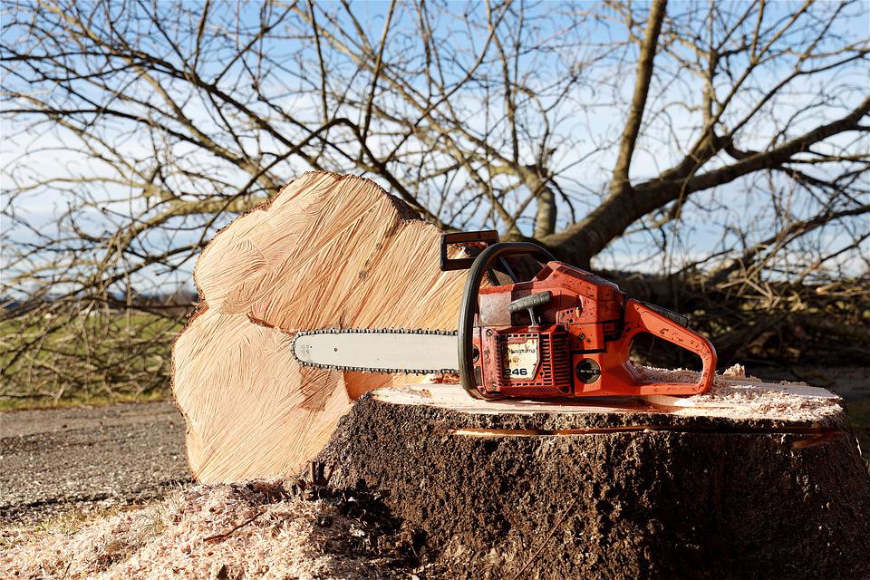 Tree Surgeons Reading: What To Look For In A Good Company