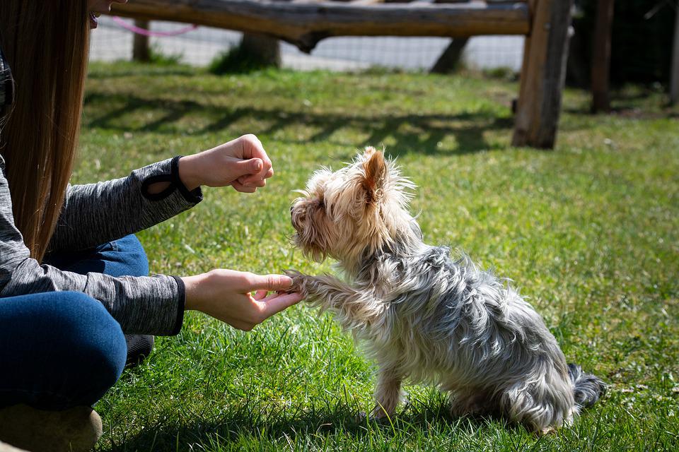 Why In Home Dog Training Is A Good Idea?