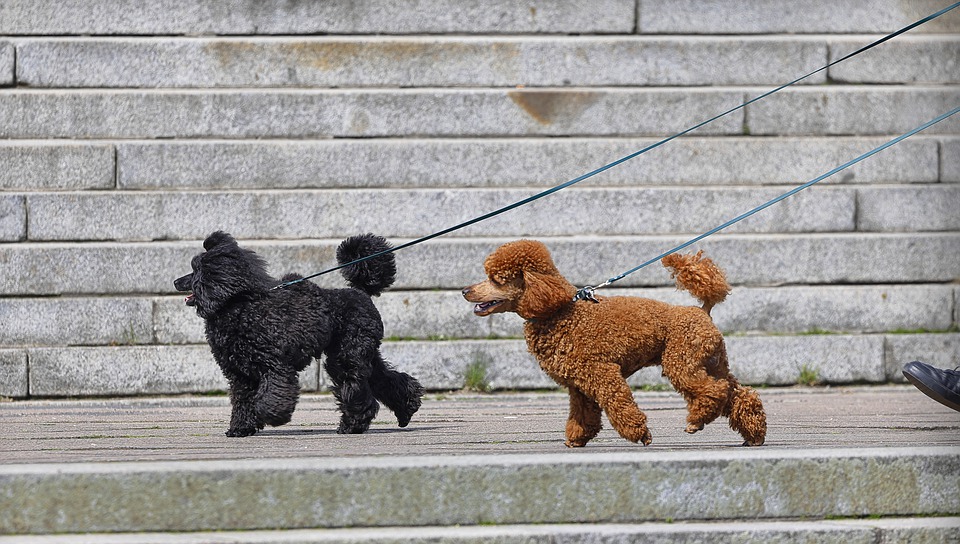 3 Things To Consider When Buying A Poodle From Sydney Breeders