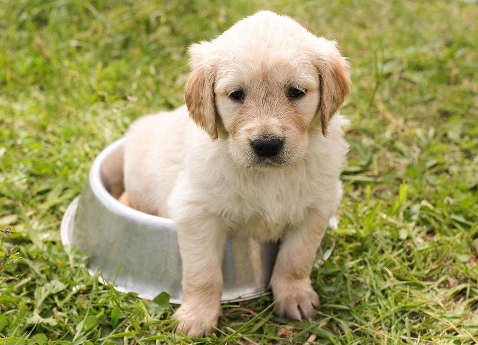 A Dog Trainer For Small Dogs Can Help You Train Your Puppy