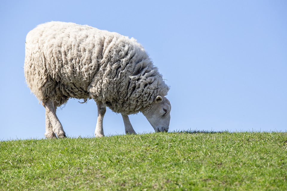 Aussie White Sheep Embryos For Sale In New Zealand: What You Need To Know