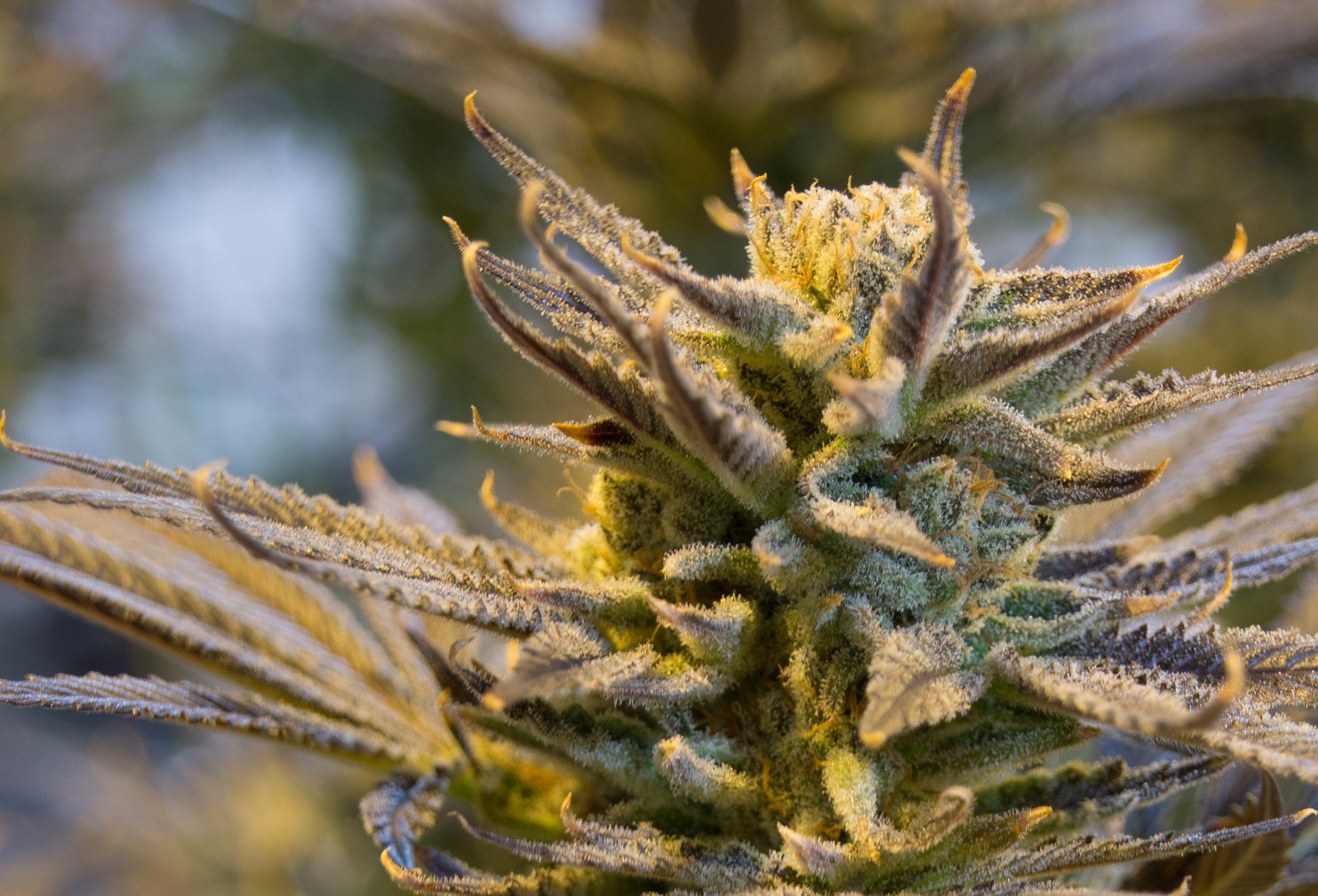 Everything You Need To Know About Cannabis Terpenes