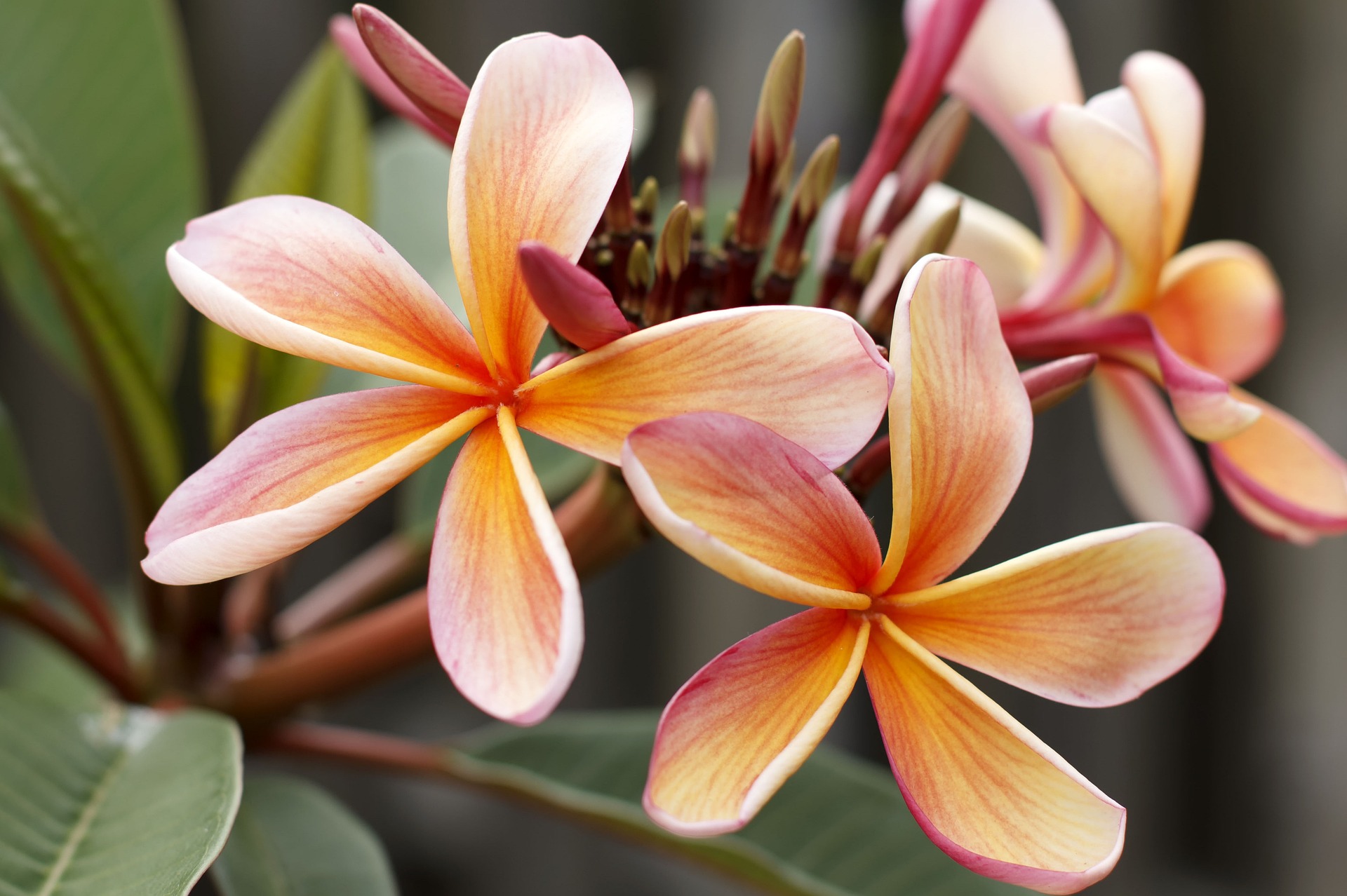 How To Take Care Of Plumeria In Winter