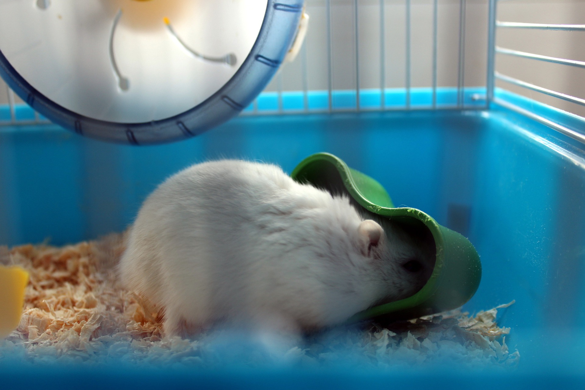 Top Picks For Bedding For Hamsters