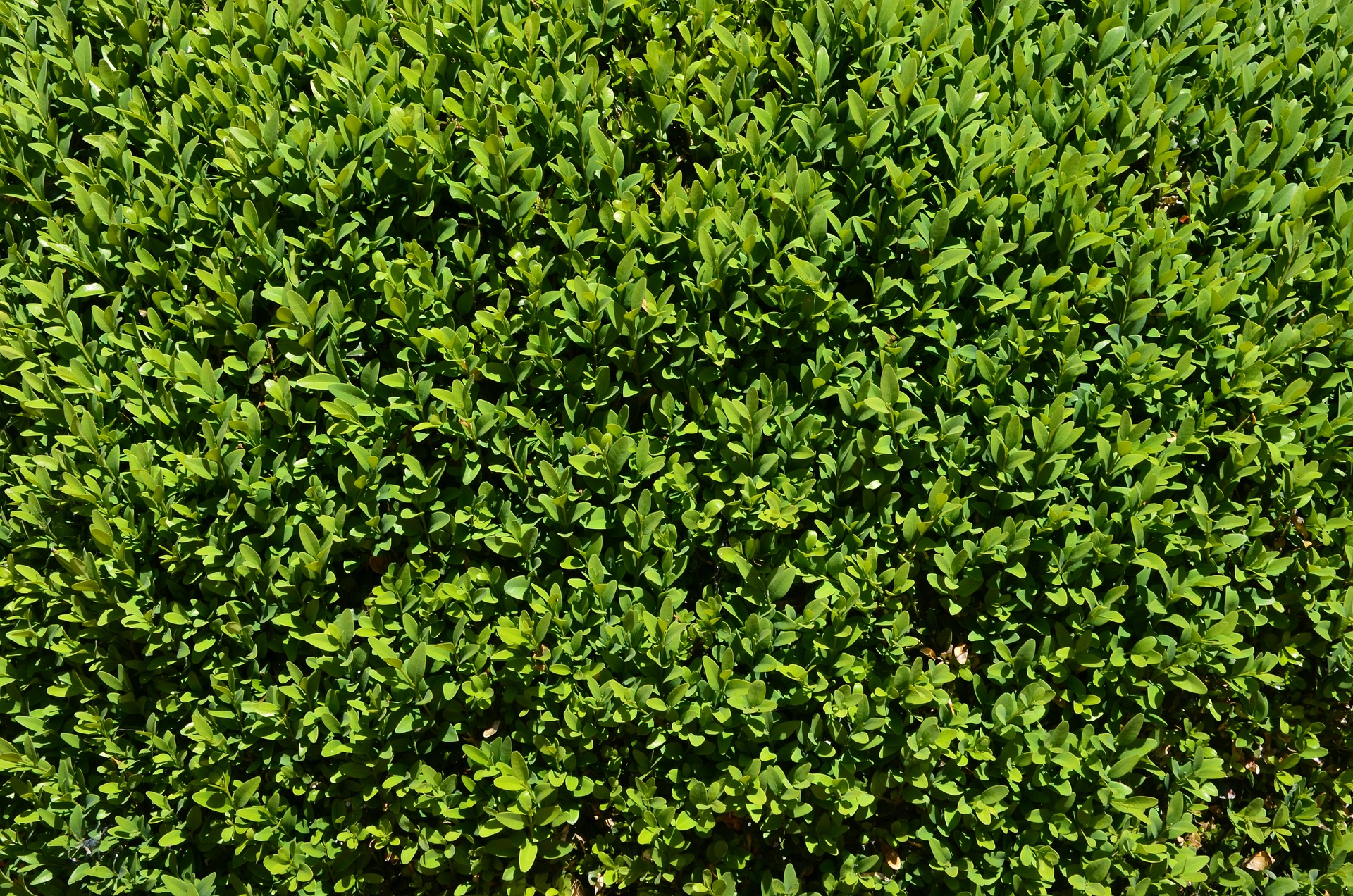 Boxwood Wall Rentals Dallas: How To Create An Eye-Catching Event Space