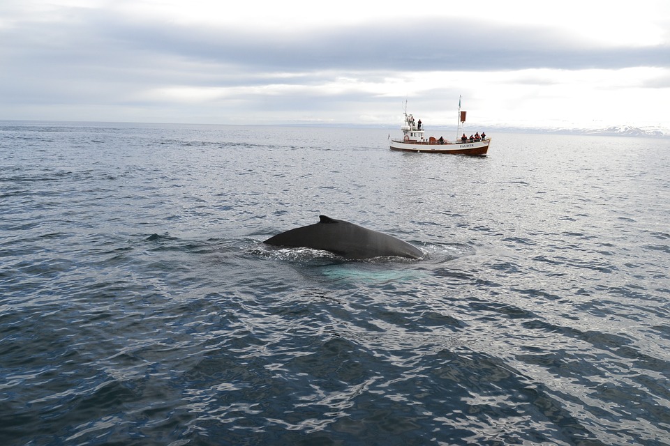 Why Go To Fraser Island Whale Watching Tours