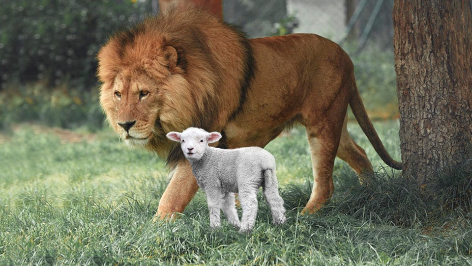 3 Points To Consider When Buying Lion And Lamb Wall Art