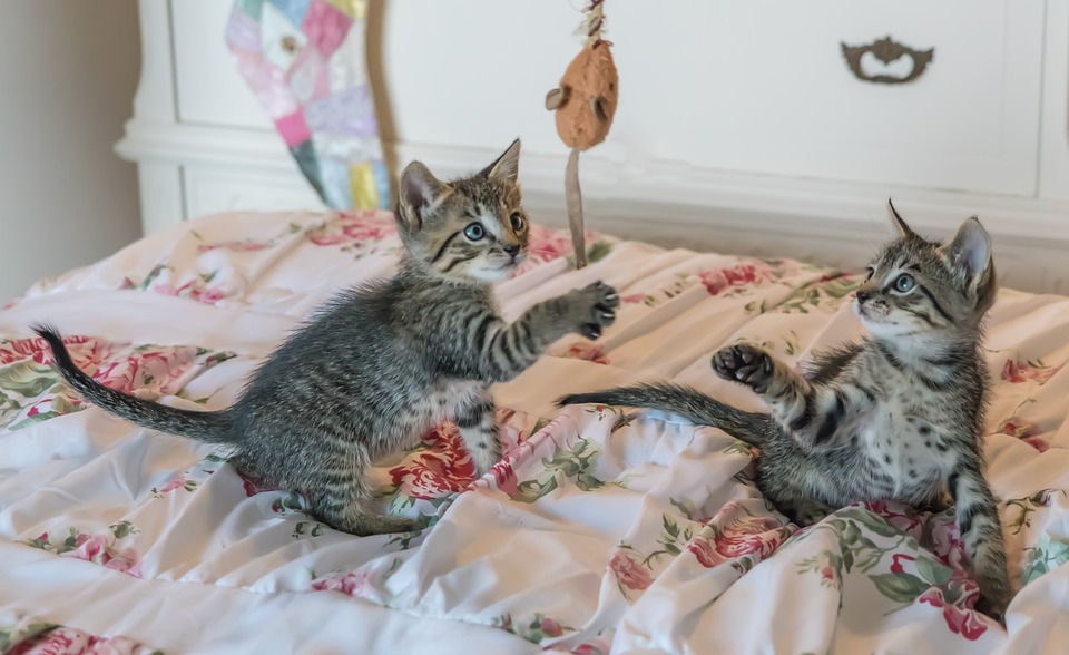 How To Make An Indoor Cat Playground