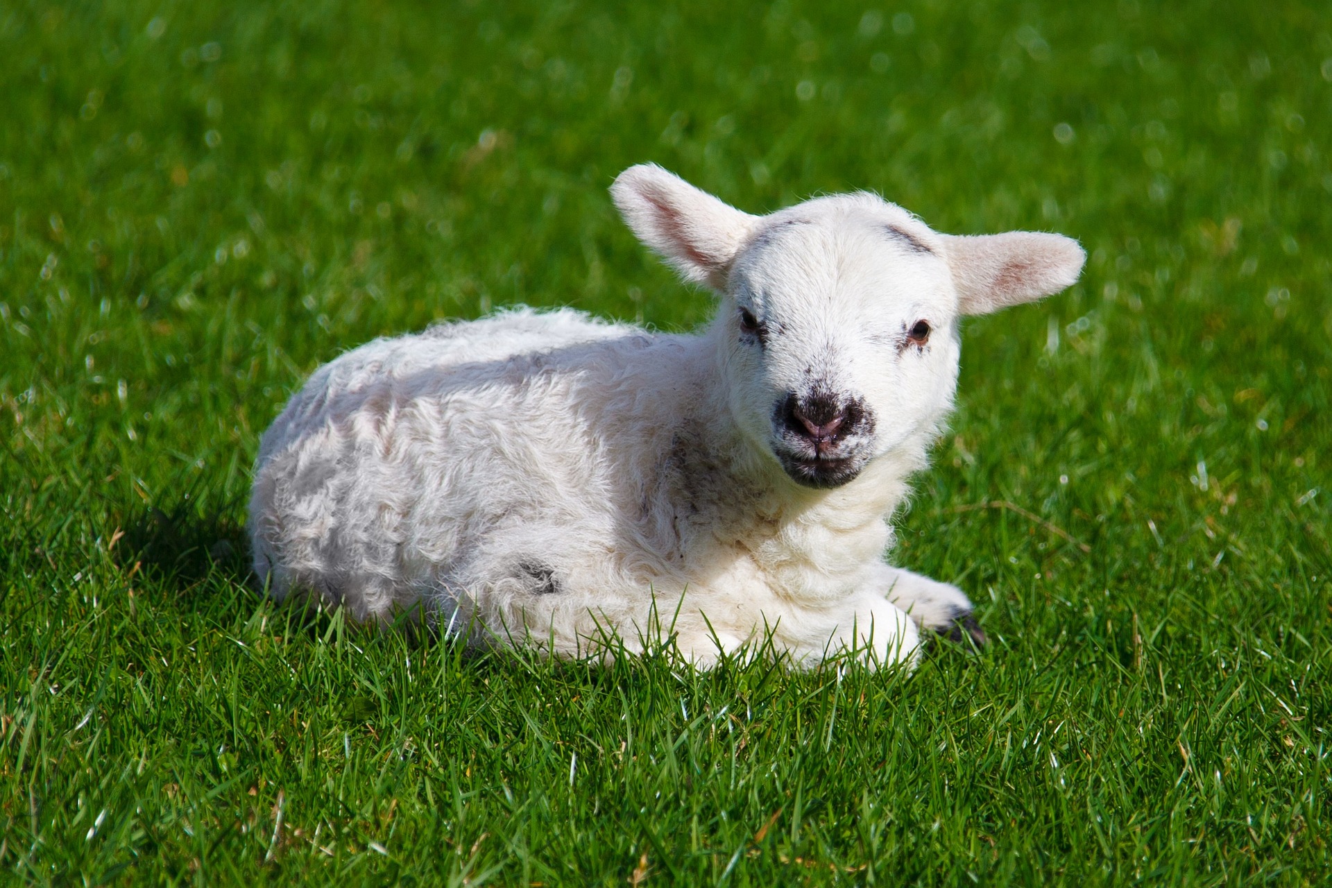 Australian White Sheep Embryos – All You Need To Know