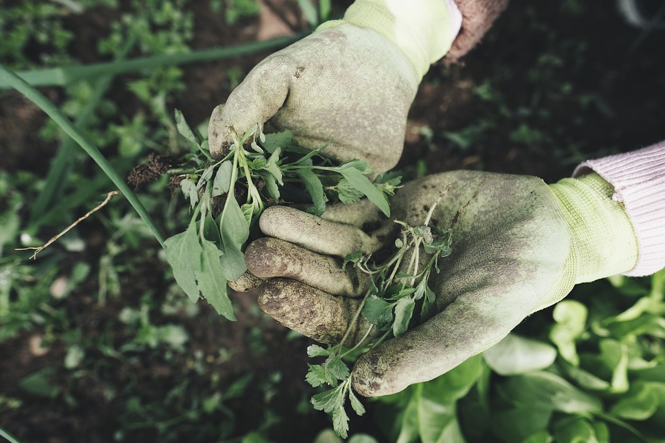 Tips For Buying Gardening Gloves