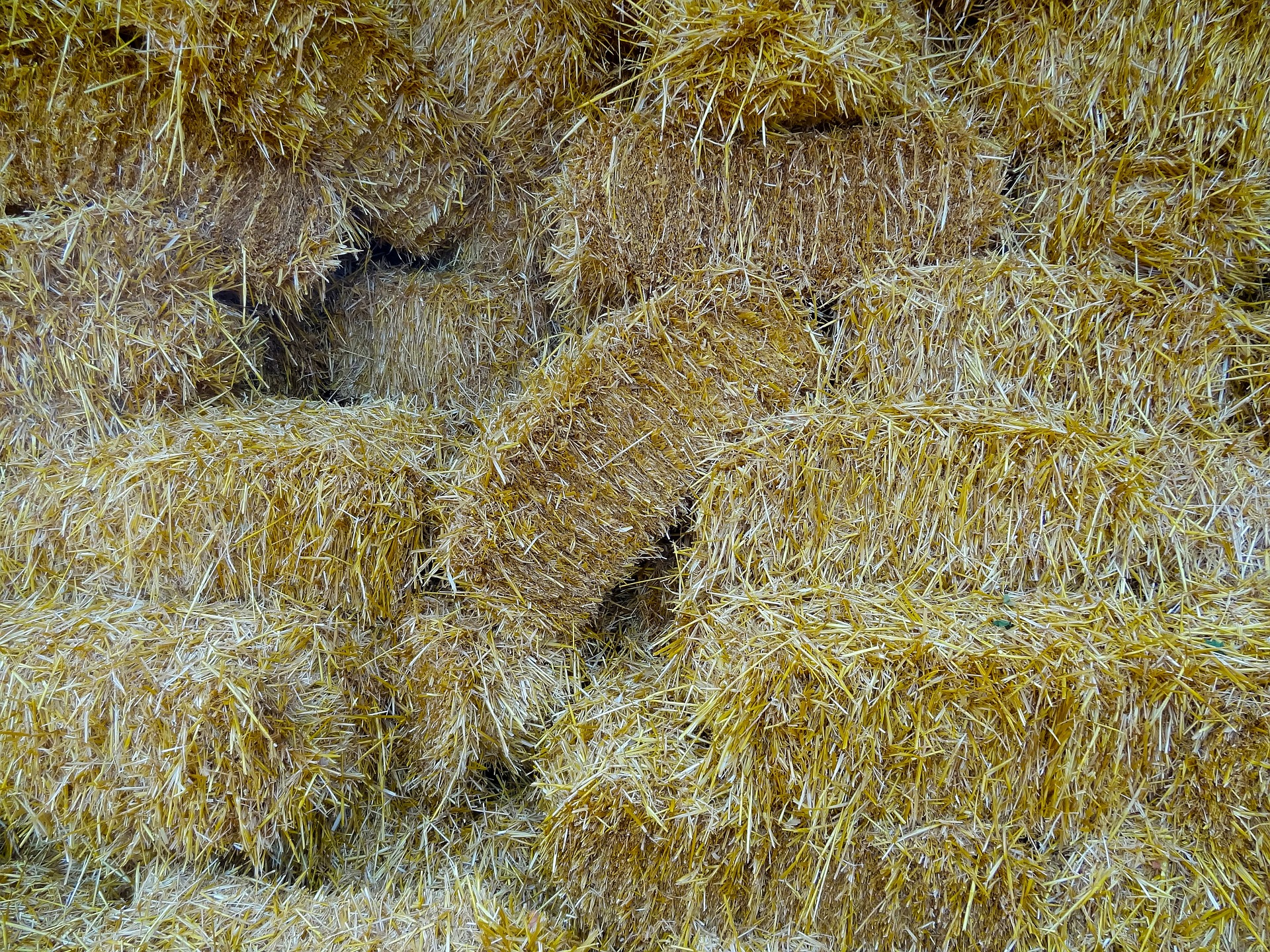 Why Choose Hemp Bedding For Your Chicken?