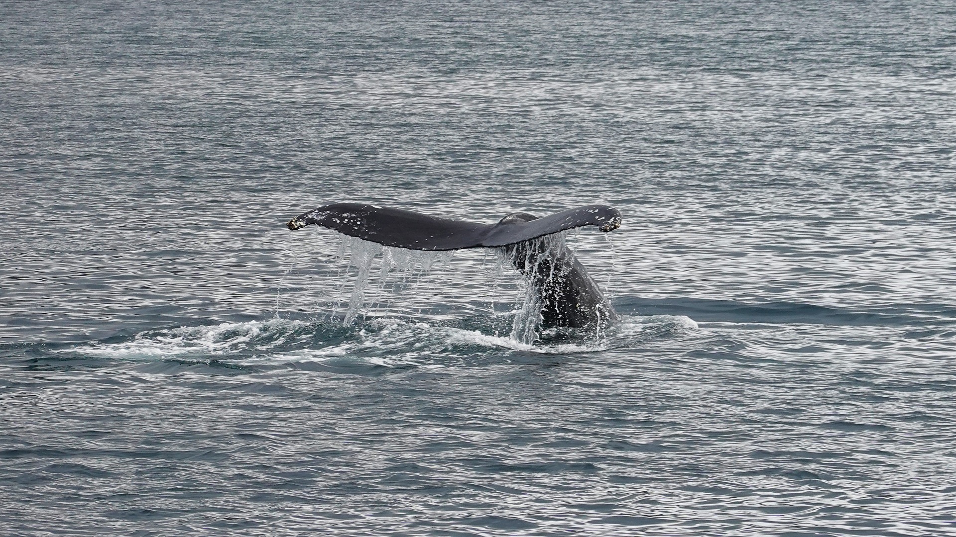 10 Best Whale Watching Spots In Queensland