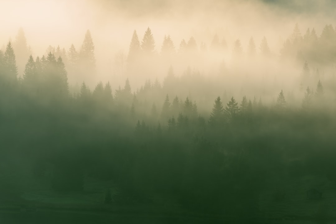 A foggy forest filled with lots of trees