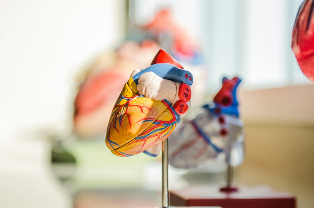 An anatomical heart model with blue and red vessels on a metal stand